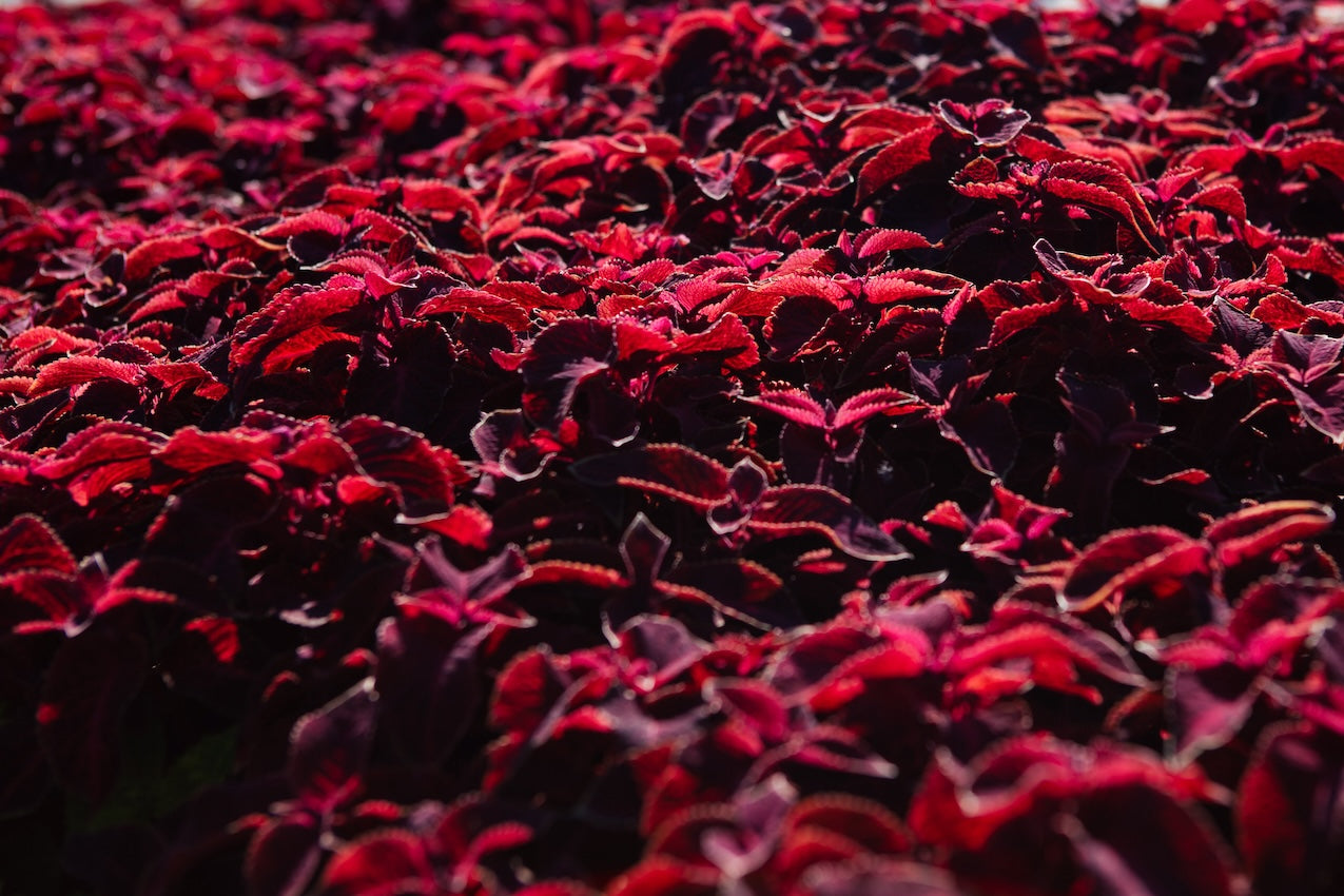 Coleus-Forskolin-Extrakt
