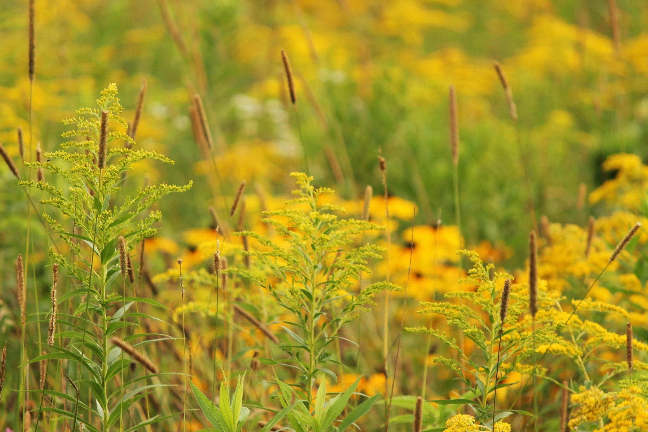 Echt-Goldrute-Extrakt