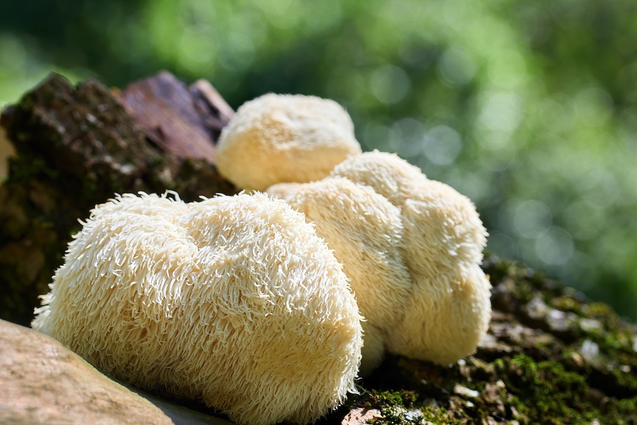 Hericium Erinaceus-Extrakt