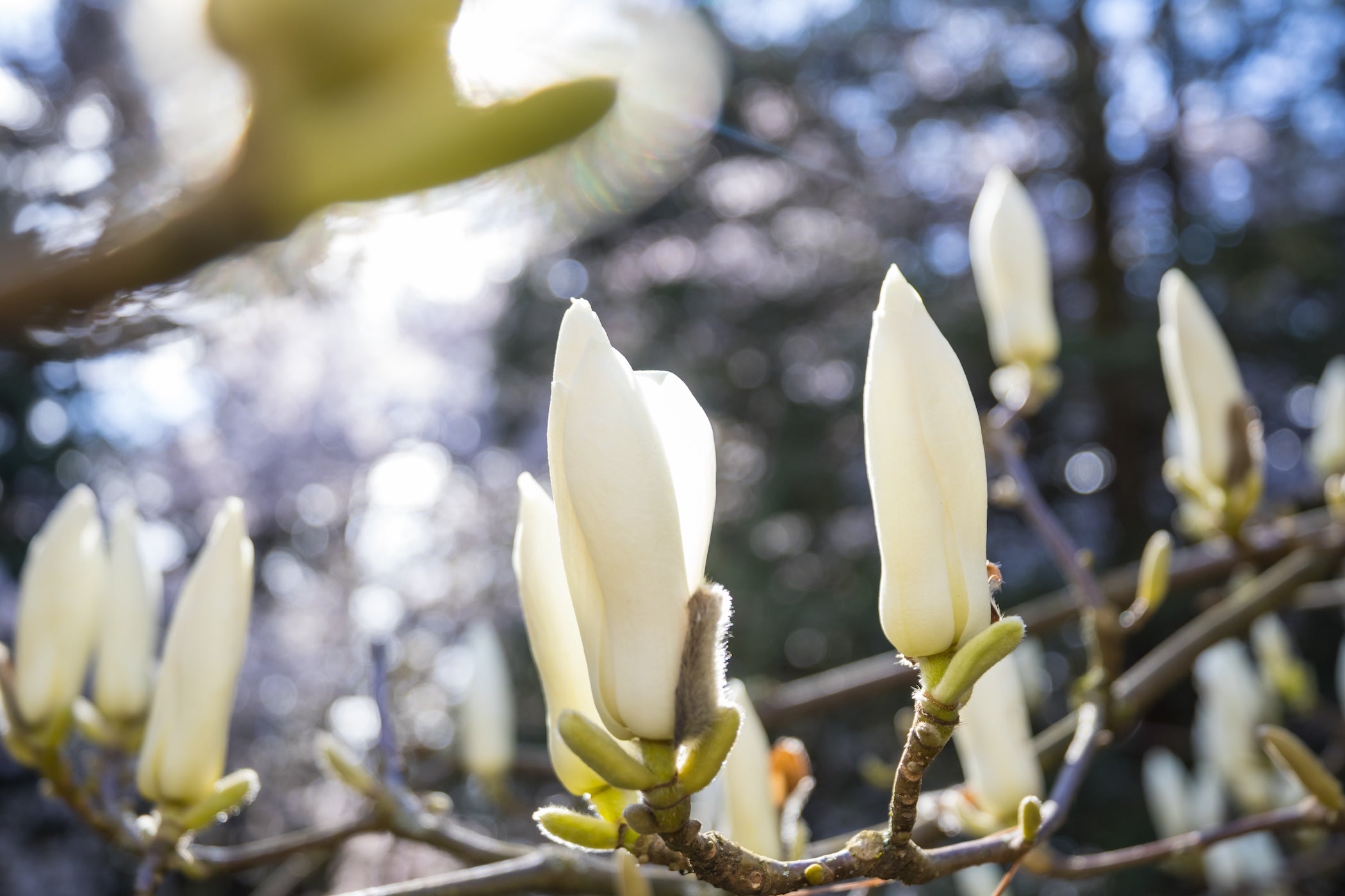 Magnolienextrakt