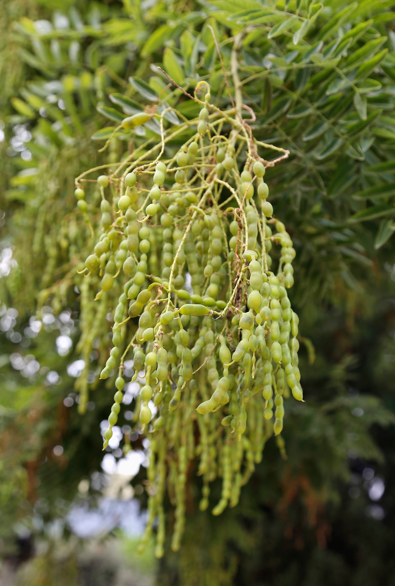 Sophora Japonica-Extrakt