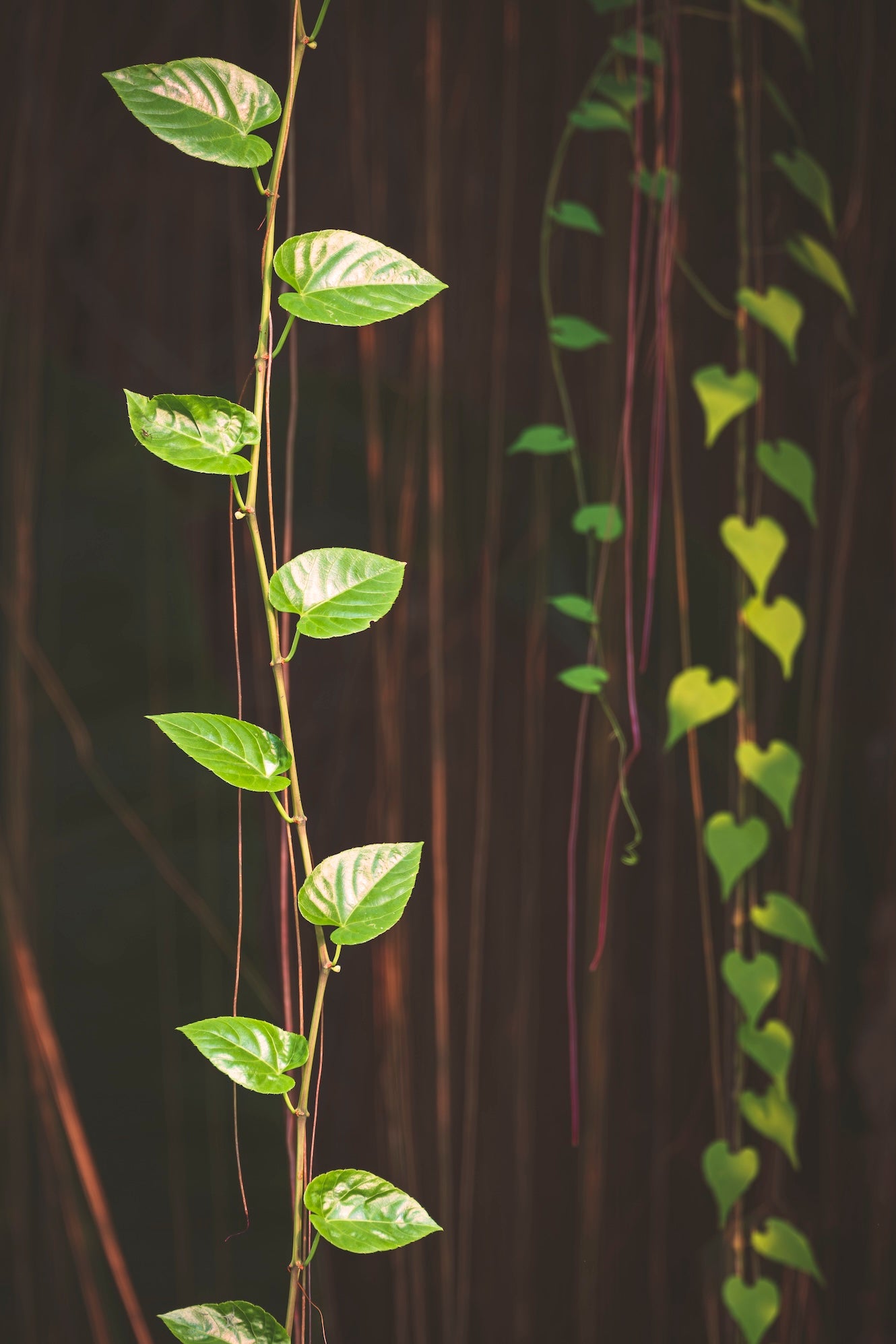 Cissus Quadrangularis Extrakt