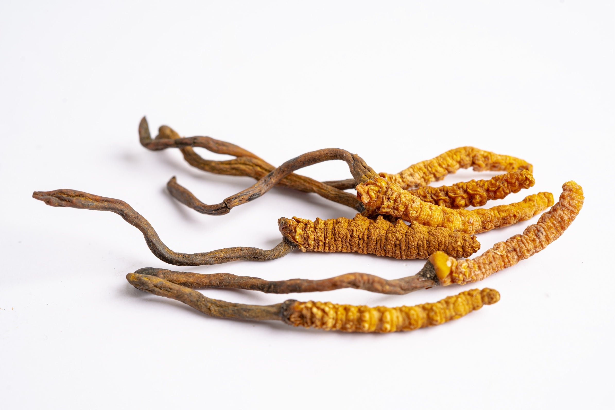 Cordyceps Sinensis-Extrakt