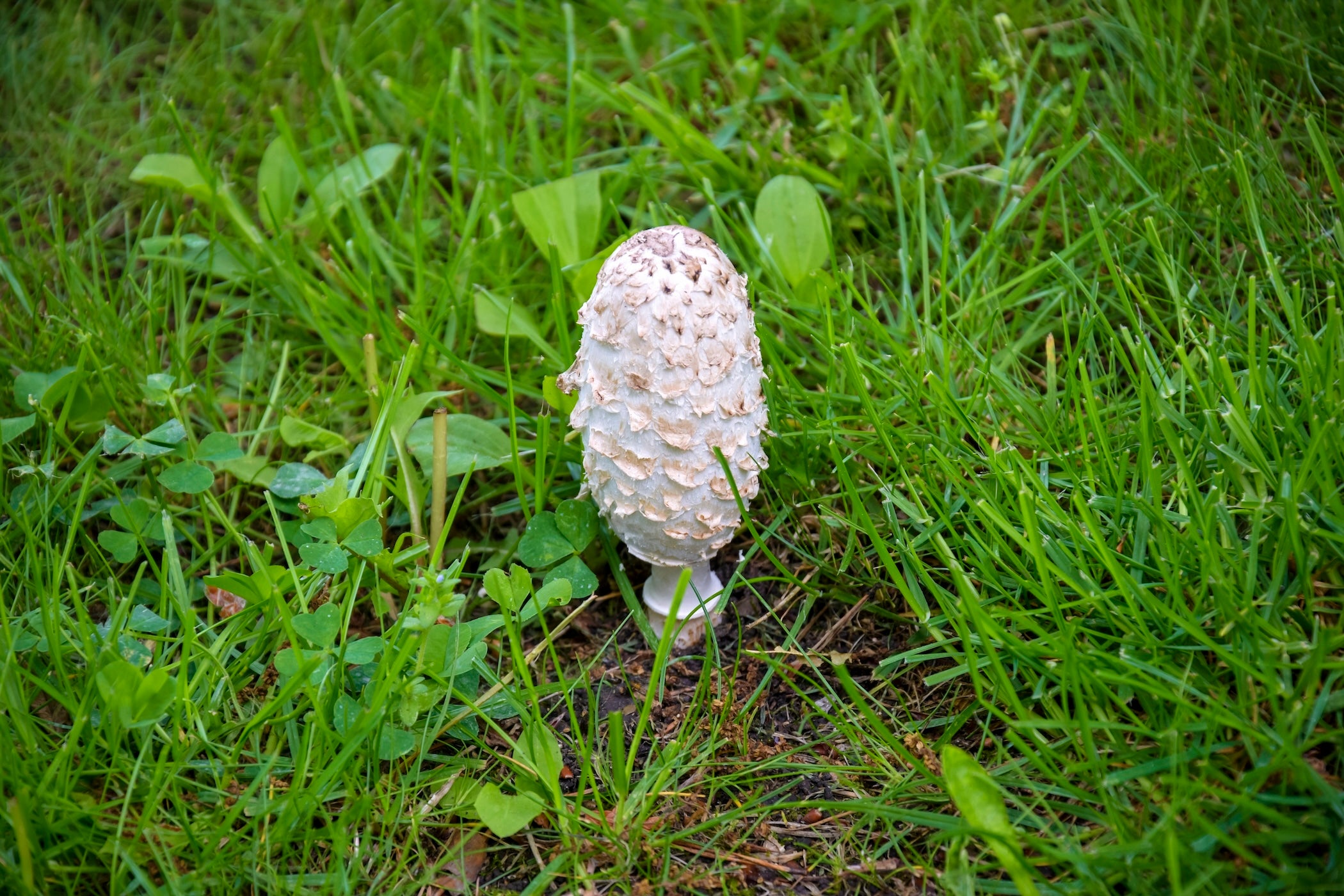 Schopftintling-Extrakt