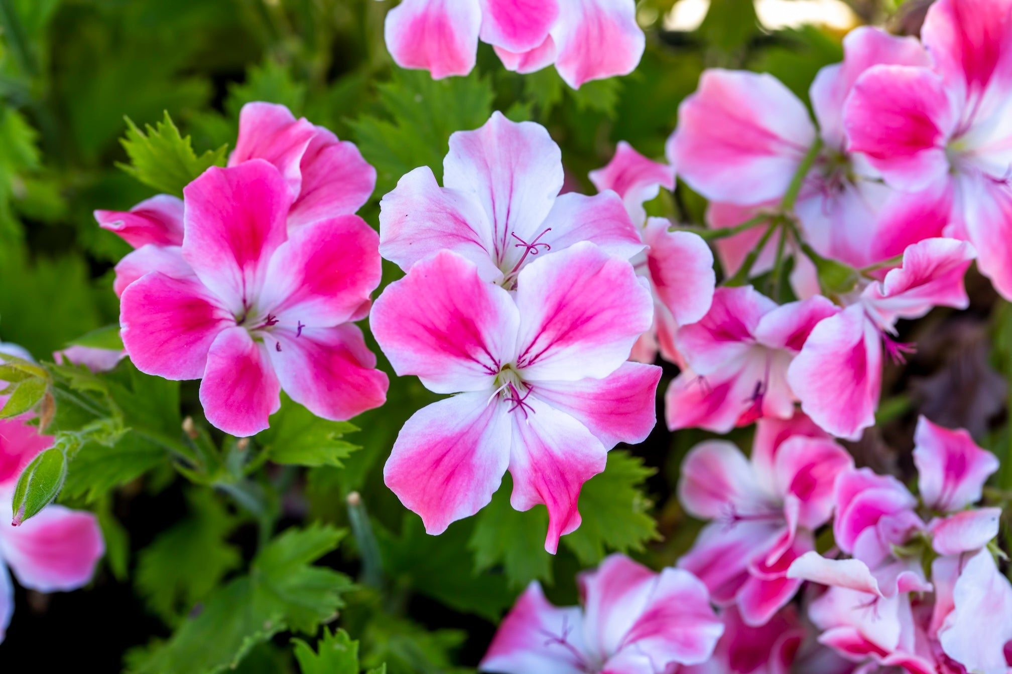 Königsblumen-Extrakt